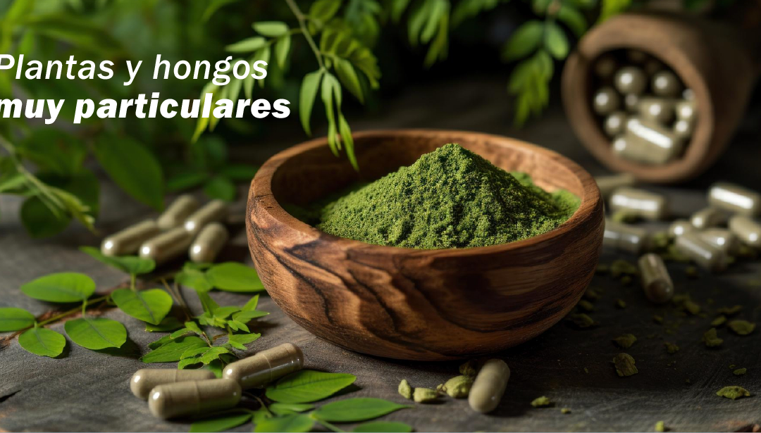 El fascinante origen de los adaptógenos