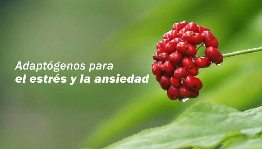 Beneficios de los Adaptógenos para Combatir el Estrés y la Ansiedad