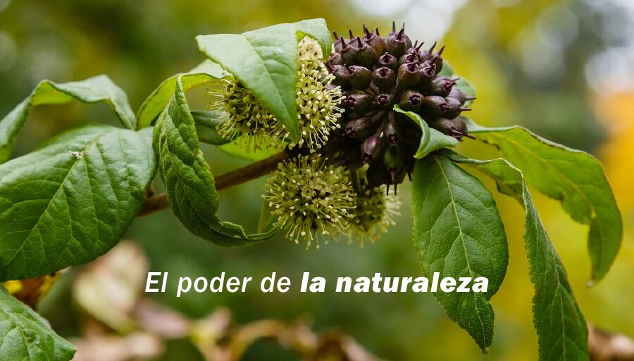 Ginseng y otras plantas: así funcionan los adaptógenos